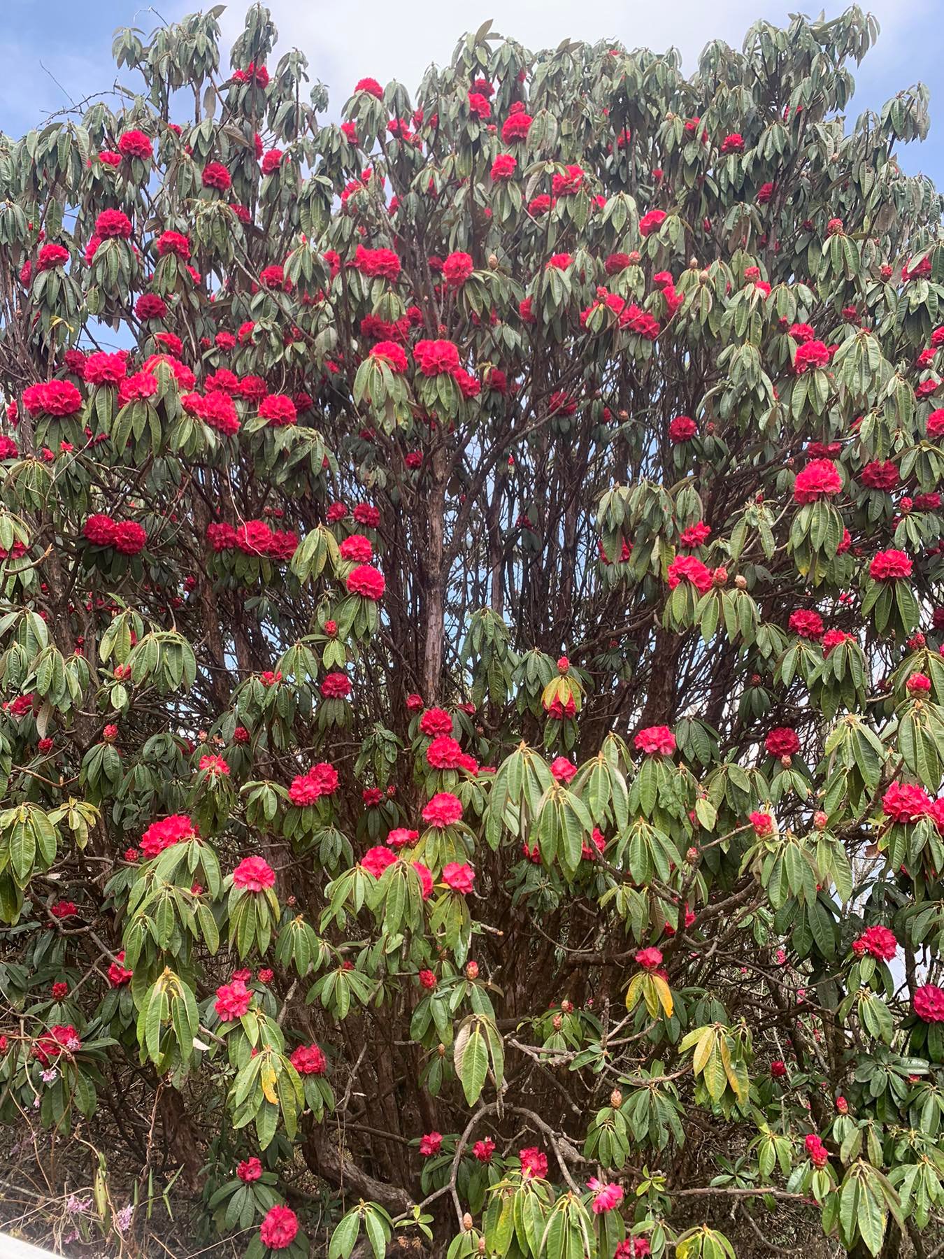 mohare-danda-trekking-highlight-image