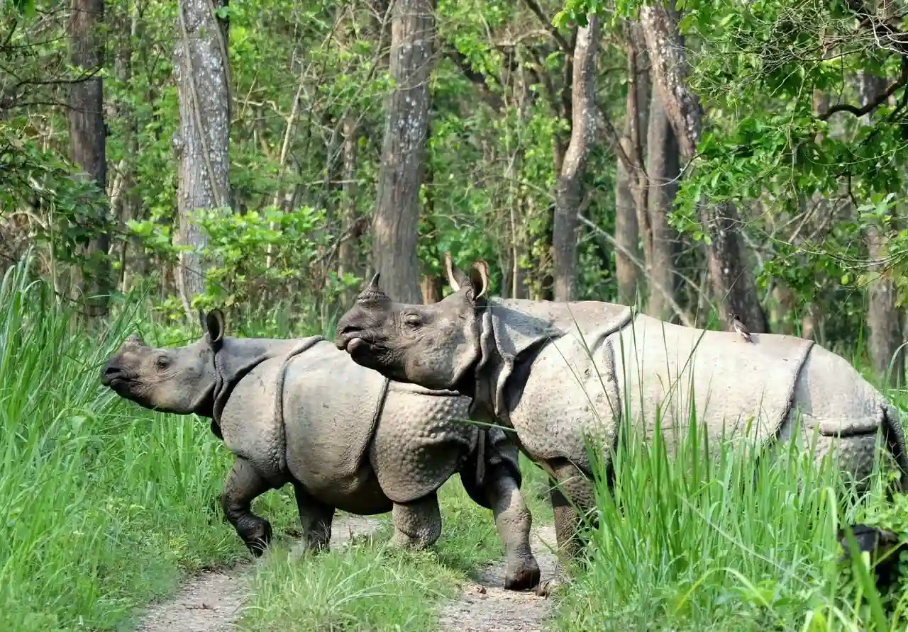Chitwan National Park Wildlife Safari : Safe Jungle Safari for Women