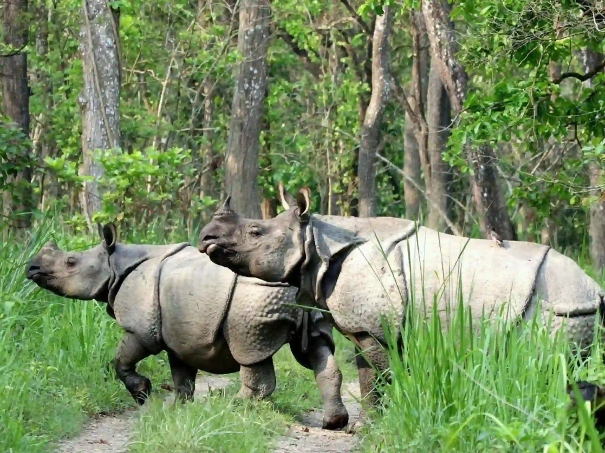 Chitwan National Park Jungle Safari