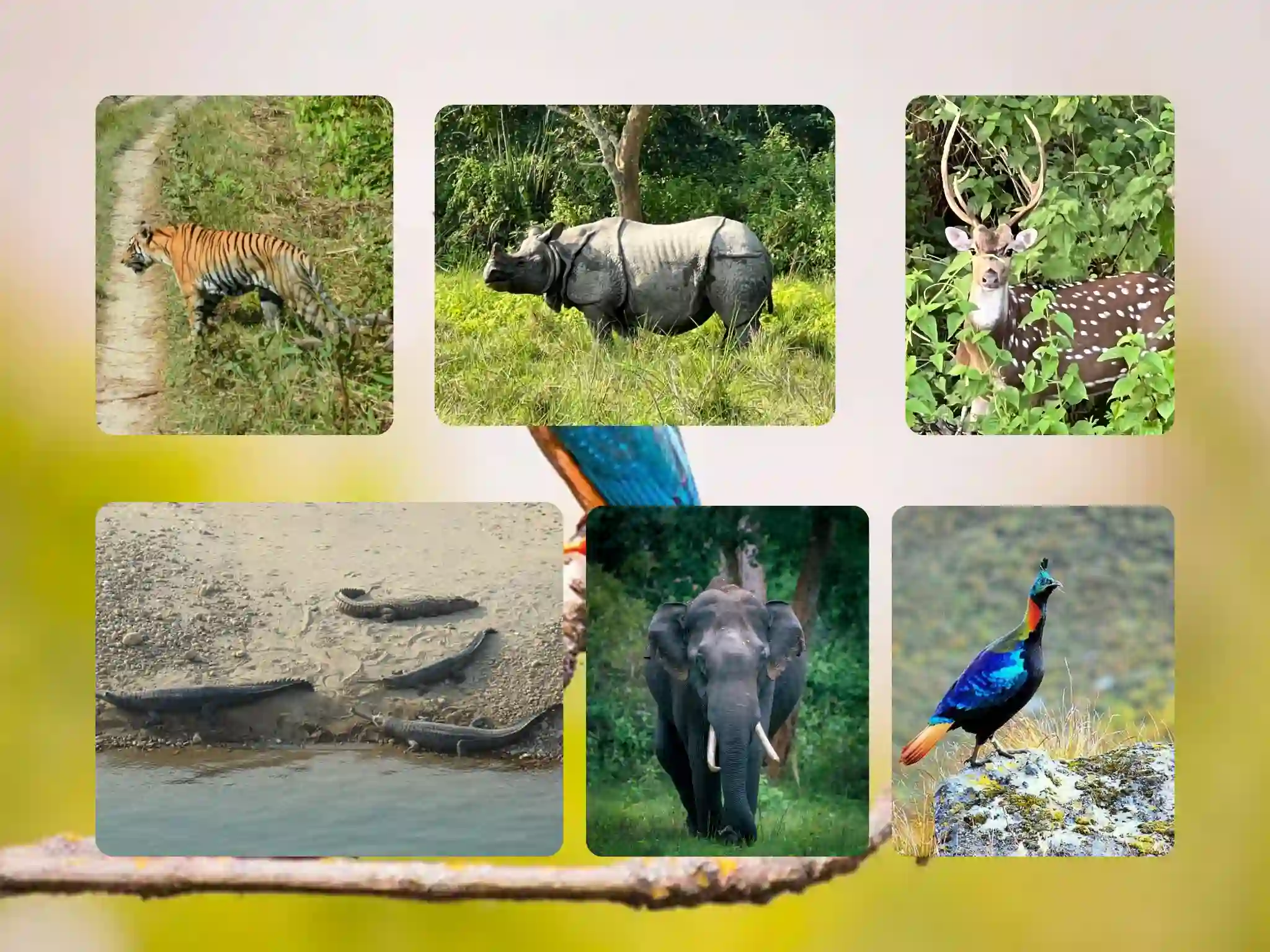 Wildlife You Can Expect to See