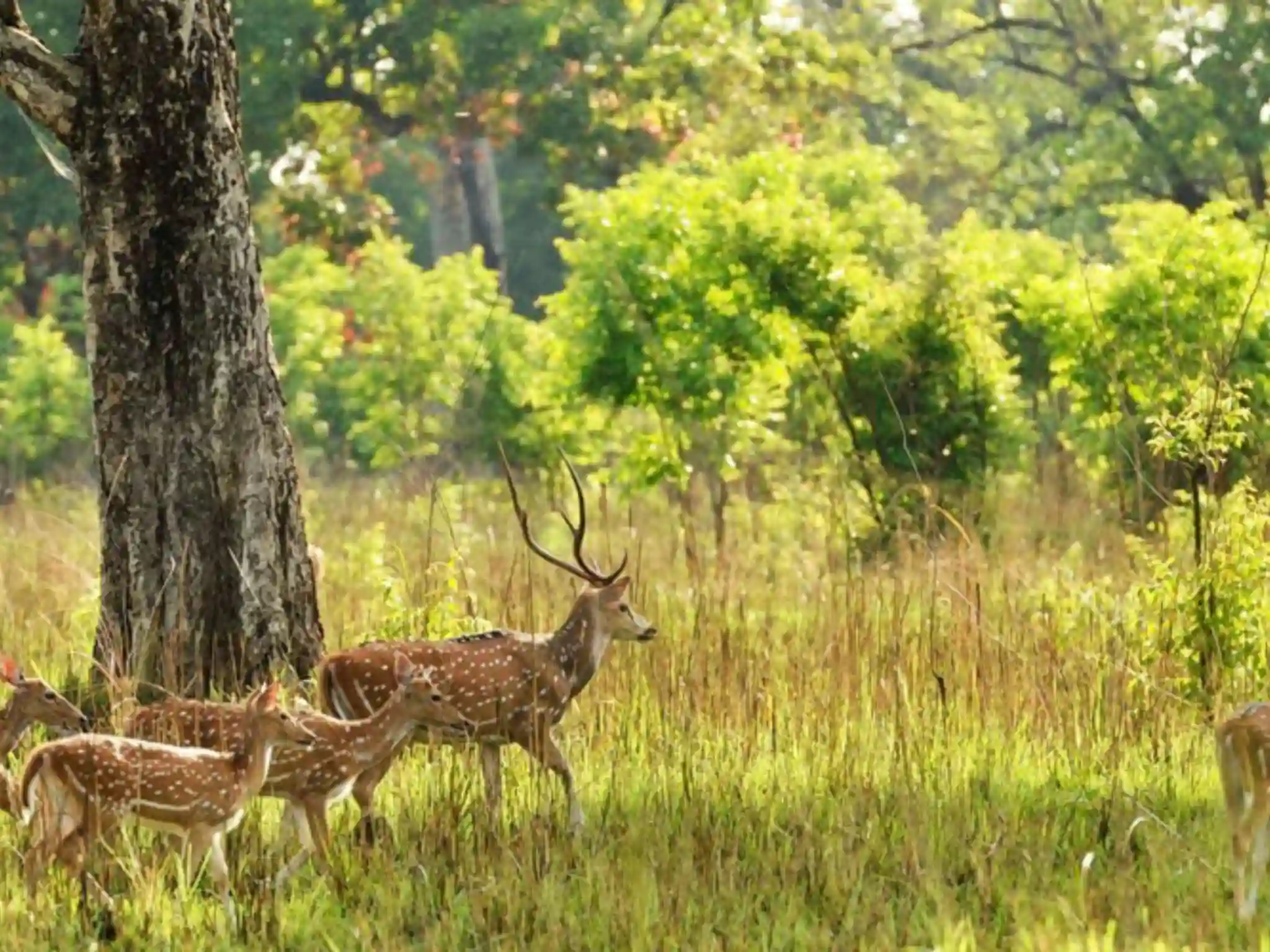 Best Time to Visit Bardiya National Park
