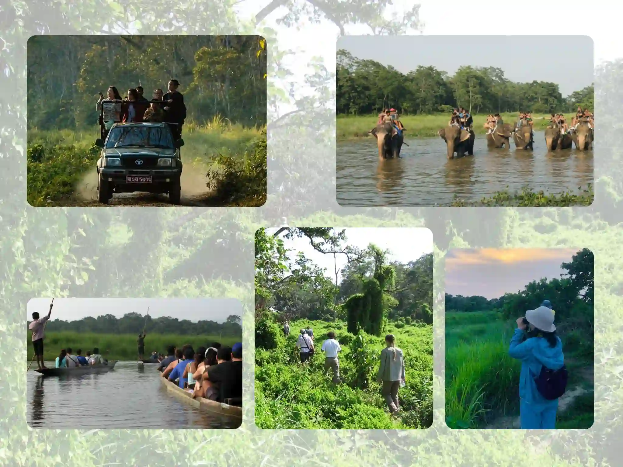 Types of Jungle Safari Experiences