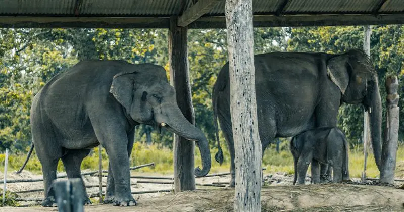Visit Elephant Breeding Center