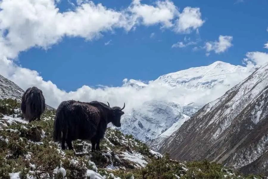 Nar Phu Valley Trek
