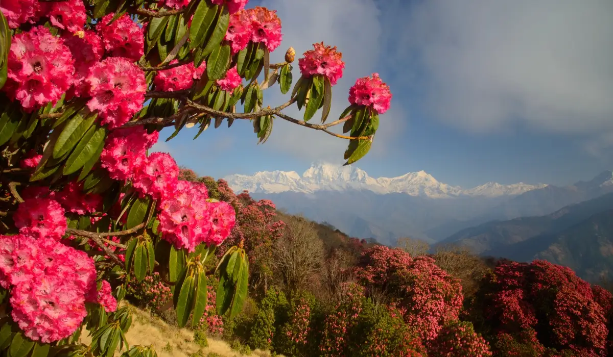 Pros of Trekking in Spring